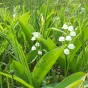 muguet de printemps