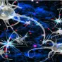 neurones © macollection privée