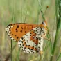 La mélitée orangée, papillon qui pâtit de l’assèchement trop rapide de la végétation ©CPIE Loire Anjou