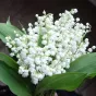 © fleursetplantesetc.blogspot.com