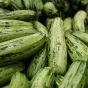 La saison de la courgette c'est maintenant !
