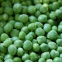 Tendres et sucrés, les petits pois sont là !