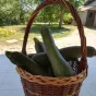 panier de courgettes