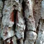 Ecorce d'arbre © RCF Anjou