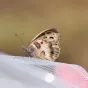 L'hermite, papillon étudié aux Courmettes