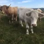 Les bovins pâturent les landes de Loqueffret - ©Ronan Le Coz