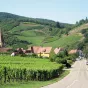Vignoble d'Alsace vu depuis Niedermorschwihr ©Wikimédia commons