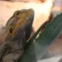 ©L’espace zoologique Exoticamis