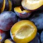 prune - © Joanna Derks via Unsplash