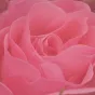 Pluie de roses