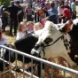La Foire du Mans, l'occasion pour nos agriculteurs d'expliquer leur métier au grand public (source : https://www.paris-normandie.fr/)
