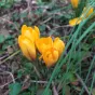 crocus
