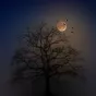 Chauve-souris