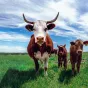 Unsplash - Exceptionnellement cette année, la foire sera inaugurée vendredi en fin de journée