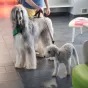 Les animaux de l'association Cœur sur la patte  