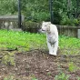 Sarabi l'une des deux tigresses arrivées aux Terres de Nataé
