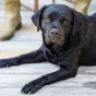 Labrador, face aux animaux © pexels