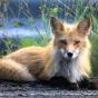 Le renard - Pixabay