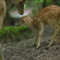 © www.luxeuil-vosges-sud.fr/parc-animalier-de-fougerolles-saint-valbert