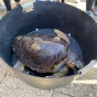 Calypso, tortue Caouanne