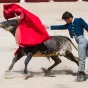 Les politiques angevins se déchirent au sujet de la corrida - Image libre de droit / Pixabay