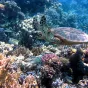 Pixabay - une tortue de l'océan