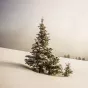 image d'illustration (sapin) - © Lionello DelPiccolo via Unsplash