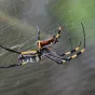 L'araignée arachnide - Pixabay