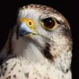 Rapace © Jurafaune