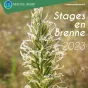 Illustrations scientifiques, animalières et botaniques, un des stages proposés par le CPIE Brenne Berry.