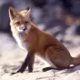 ® National Park Service : renard roux (Vulpes vulpes)