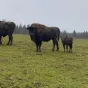 Les bisons du parc polaire