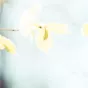 alexandra-seinet