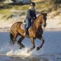 Cheval dans la mer