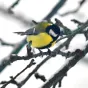 mésange - © Viktor Talashuk via Unsplash