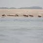 Phoques en Baie de Somme reposoir à marée basse Crédit Picardie Nature