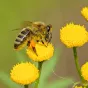 L'abeille a aussi un rôle écologique
