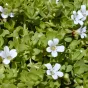 bacopa © https://fr.wikipedia.org/wiki/Bacopa_monnieri#/media/Fichier:Starr_010818-0007_Bacopa_monnieri.jpg