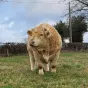 Poète, champion de France des taureaux charolais au Salon de l'agriculture 2023 ! © Facebook.