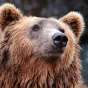 L'ours - Pixabay