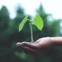 Photo de Akil  Mazumder: https://www.pexels.com/fr-fr/photo/personne-tenant-une-plante-verte-1072824/