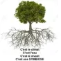 La voix de l'arbre