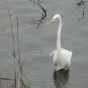 Grande aigrette ®Parc du Marquenterre