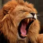 Le lion -Pixabay