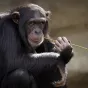 Singe  pixabay