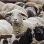 Le mouton - image Pixabay