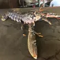 Le homard bleu entier rôti de Lucien Keff