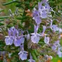 Wikimedia Commons : Rosmarinus officinalis