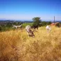 Les équidés réfugiés ©Une nouvelle vie pour Melchio