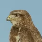 Buse posée